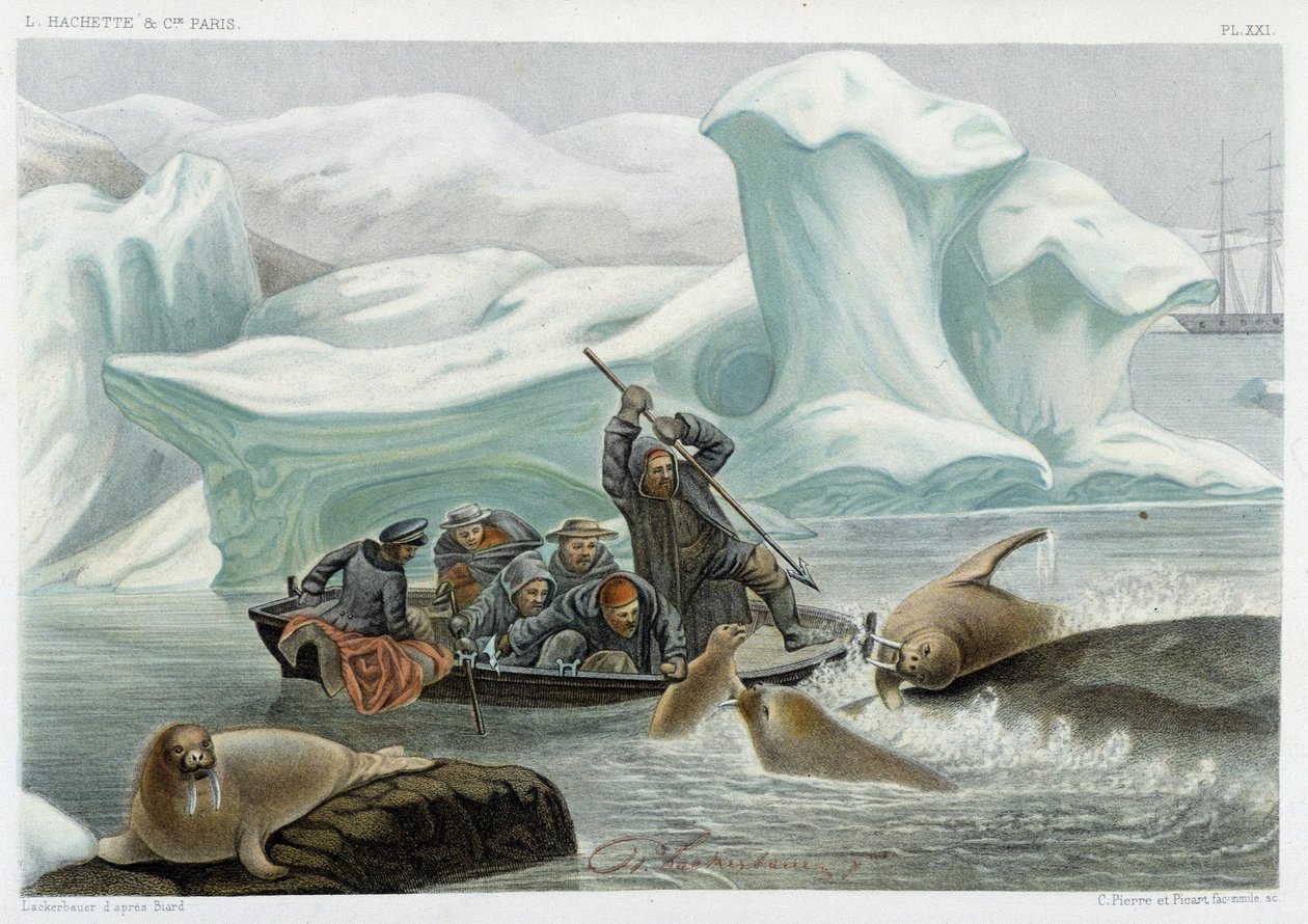 Polowanie na morsy - w „Le monde de la mer” Alfreda Fredola, Hachette, Paryż autorstwa French School