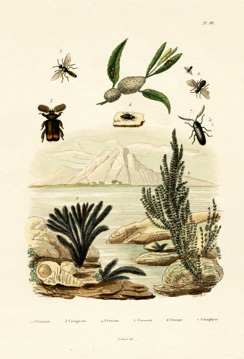 Osa, 1833-39 autorstwa French School