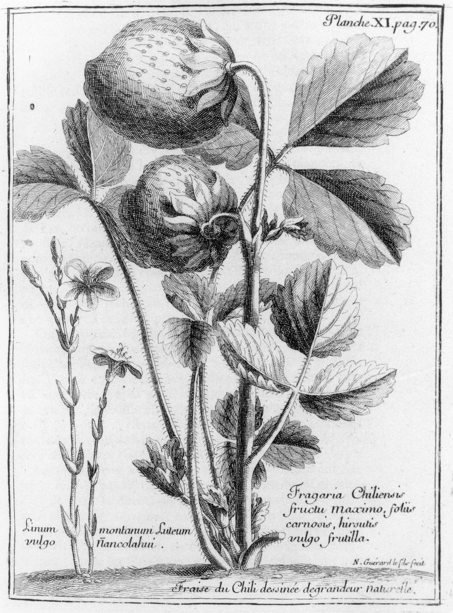 West Coast Pine Strawberry, z Relation of the Voyage of the South Sea to the Coasts of Chile and Peru 1712-16 autorstwa A.F. Frezier, opublikowany 1716 autorstwa French School