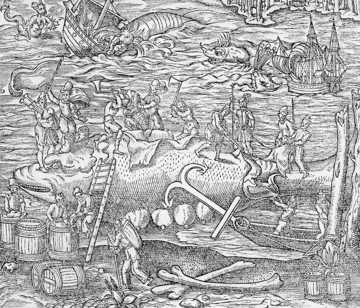 Połów wielorybów, ilustracja z "Cosmographie Universelle" autorstwa Andre de Theveta autorstwa French School