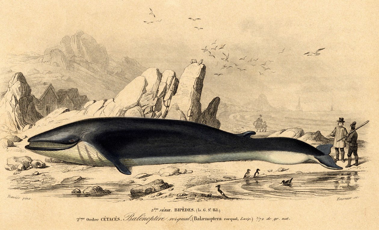 Wieloryb lub baleinoptera (Balaenoptera rorqual) autorstwa French School