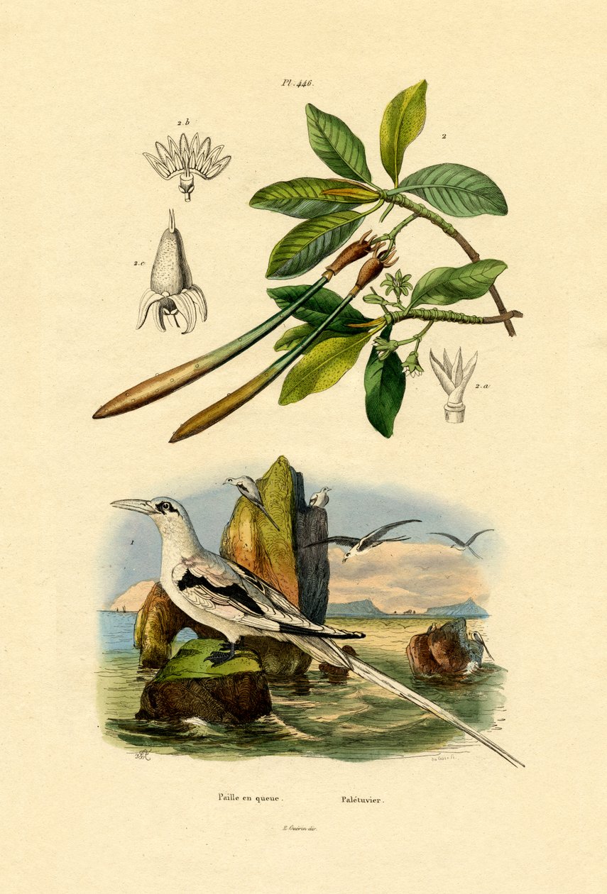 Tropicbird z białym ogonem, 1833-39 autorstwa French School