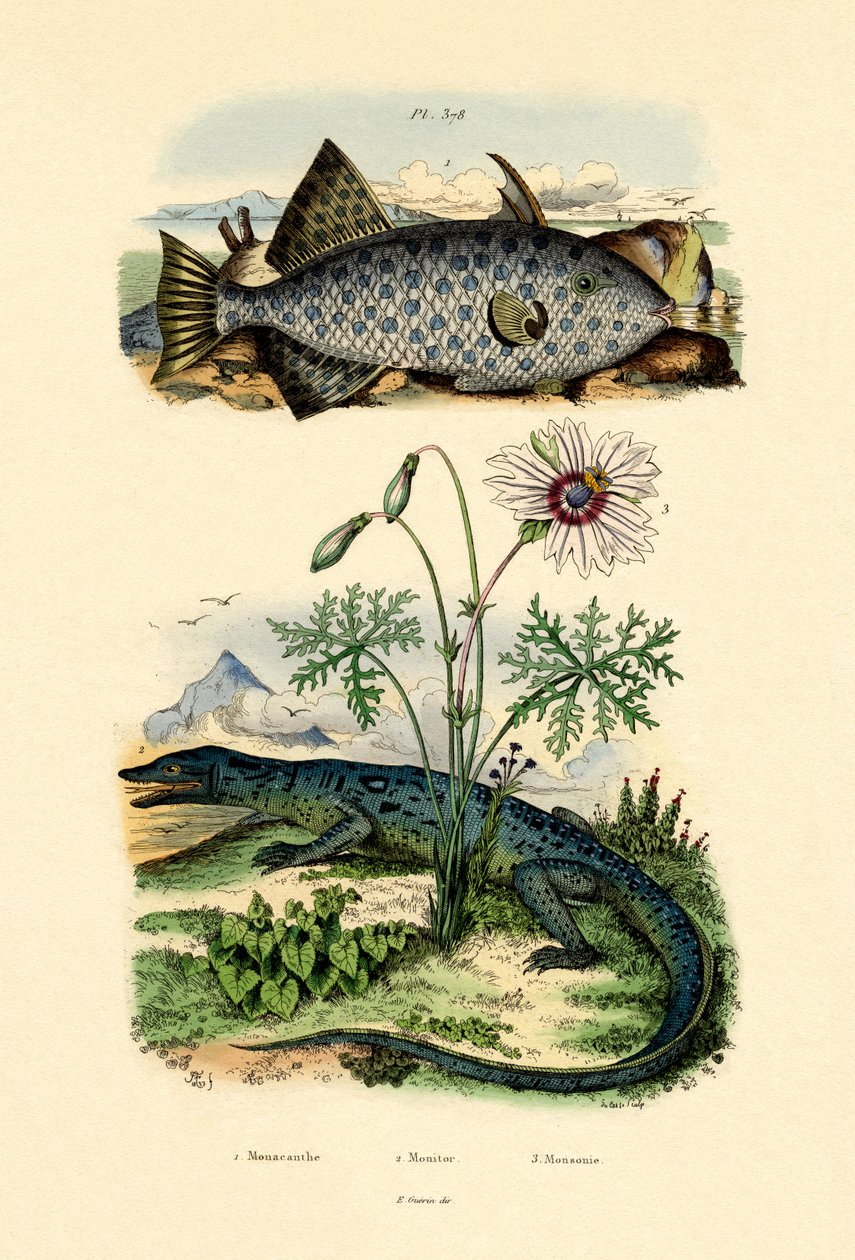 Filefish cętkowany, 1833-39 autorstwa French School