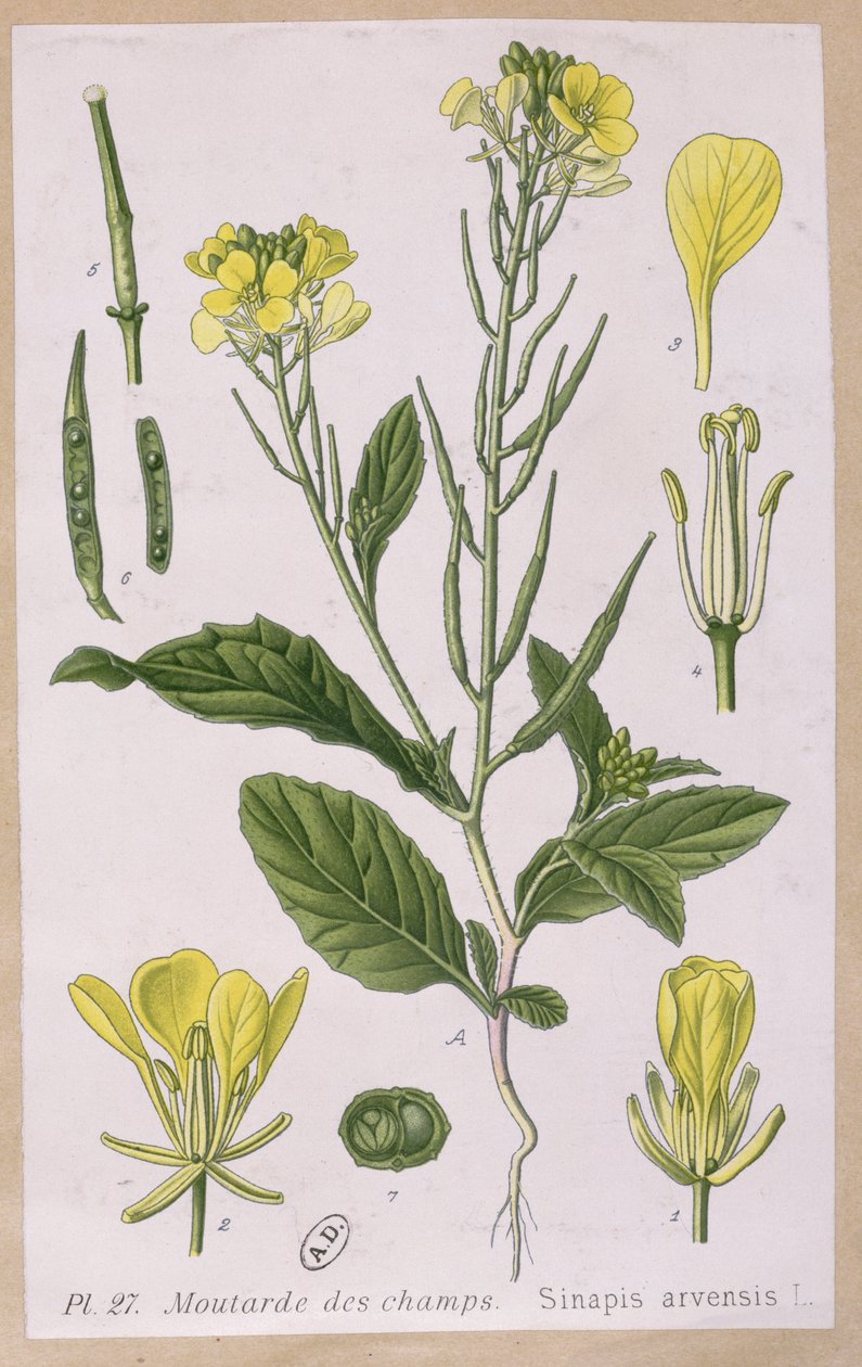 Musztarda Dzika (Sinapis Arvensis) autorstwa French School