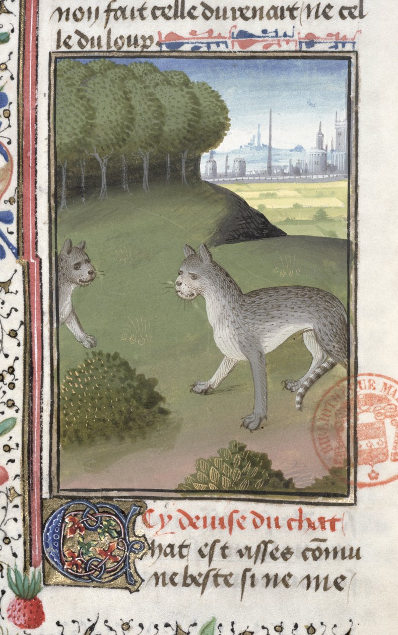 Dzikie koty, z Księgi łowów Gastona Phebusa de Foix (1331-91) autorstwa French School