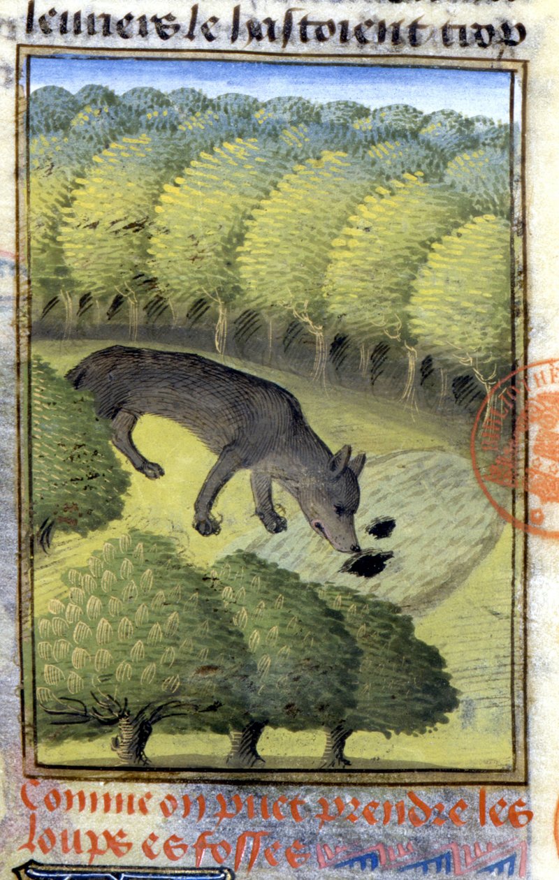 Wilk - w „Księdze myśliwskiej Gastona Phoebusa, hrabiego Foix, Pana Bearn”” autorstwa French School