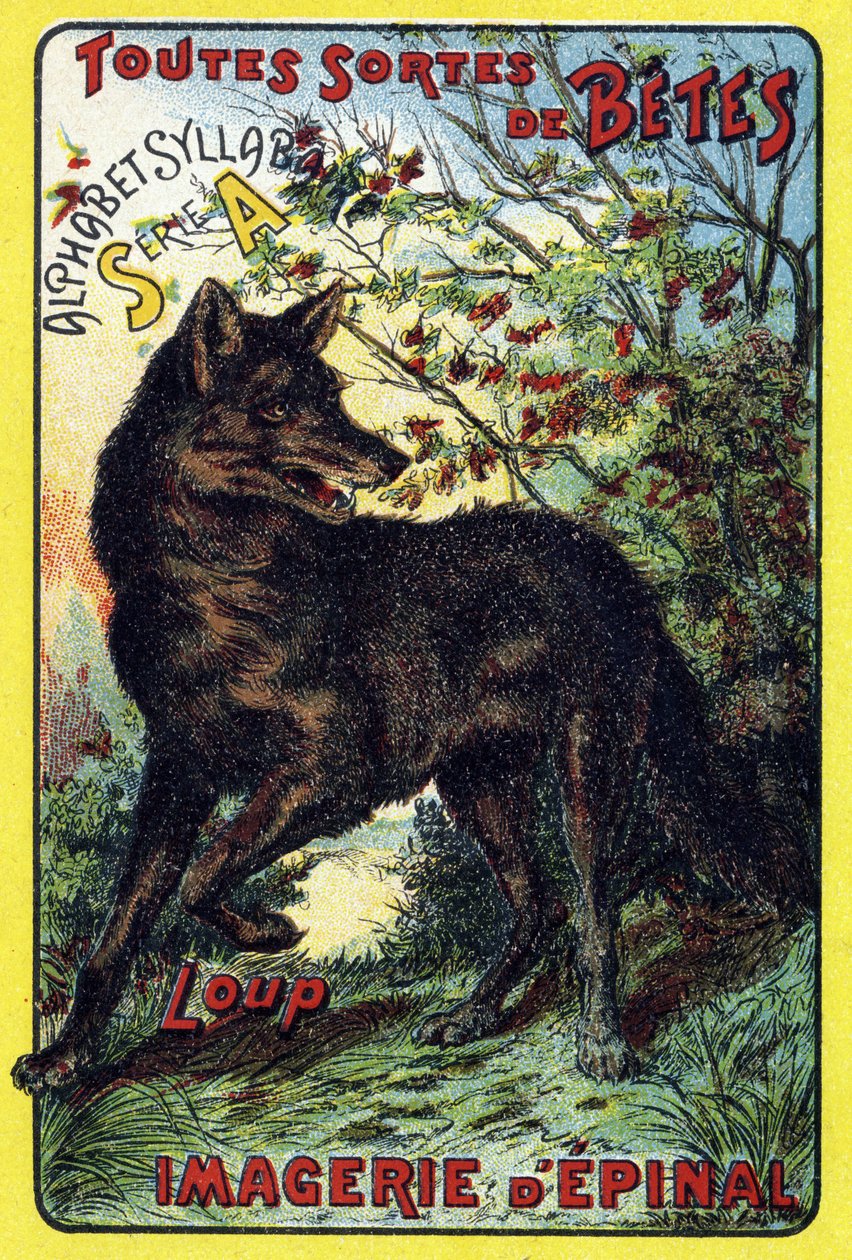 Wilk. Okładka "Syllabary alfabetu wszystkie rodzaje buraków". Serie A. Pellerin et Cie, drukarze-wydawcy, Epinal, koniec XIX wieku. Chromolitografie. Mały 8-stronicowy album reklamowy zawierający sylabariusz i obrazki wraz z tekstami opisowymi. Wymiar autorstwa French School