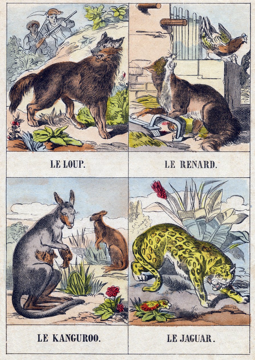 Wilk; Lis; kangur ; Jaguar. Grawerowanie w „Buffon Alphabet des Animaux”. III seria N 1. Obrazowanie Epinal, Epinal, koniec XIX wieku. 16 stron. Wymiary: 28x21cm autorstwa French School