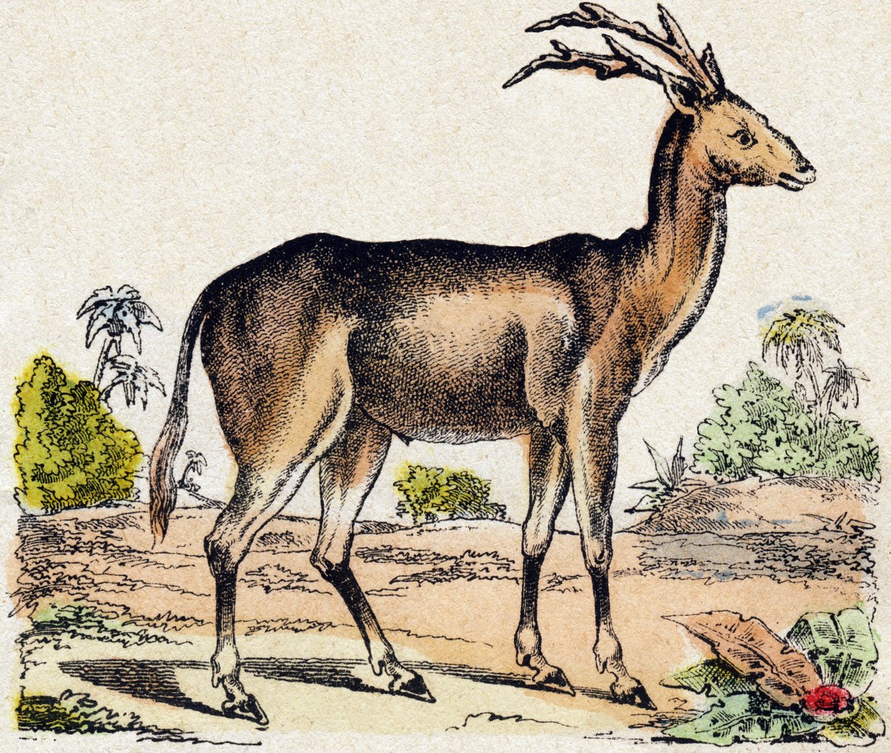 Ksantarus. Grawerowanie w „Alfabet des animaux sauvages””. 9. seria. Obraz Epinal, Pellerin, drukarz-wydawca, ok. 1870 r. Ryciny na drewnie, szablon. 16 stron. Wymiary: 20 x 15 cm. Prywatna kolekcja autorstwa French School