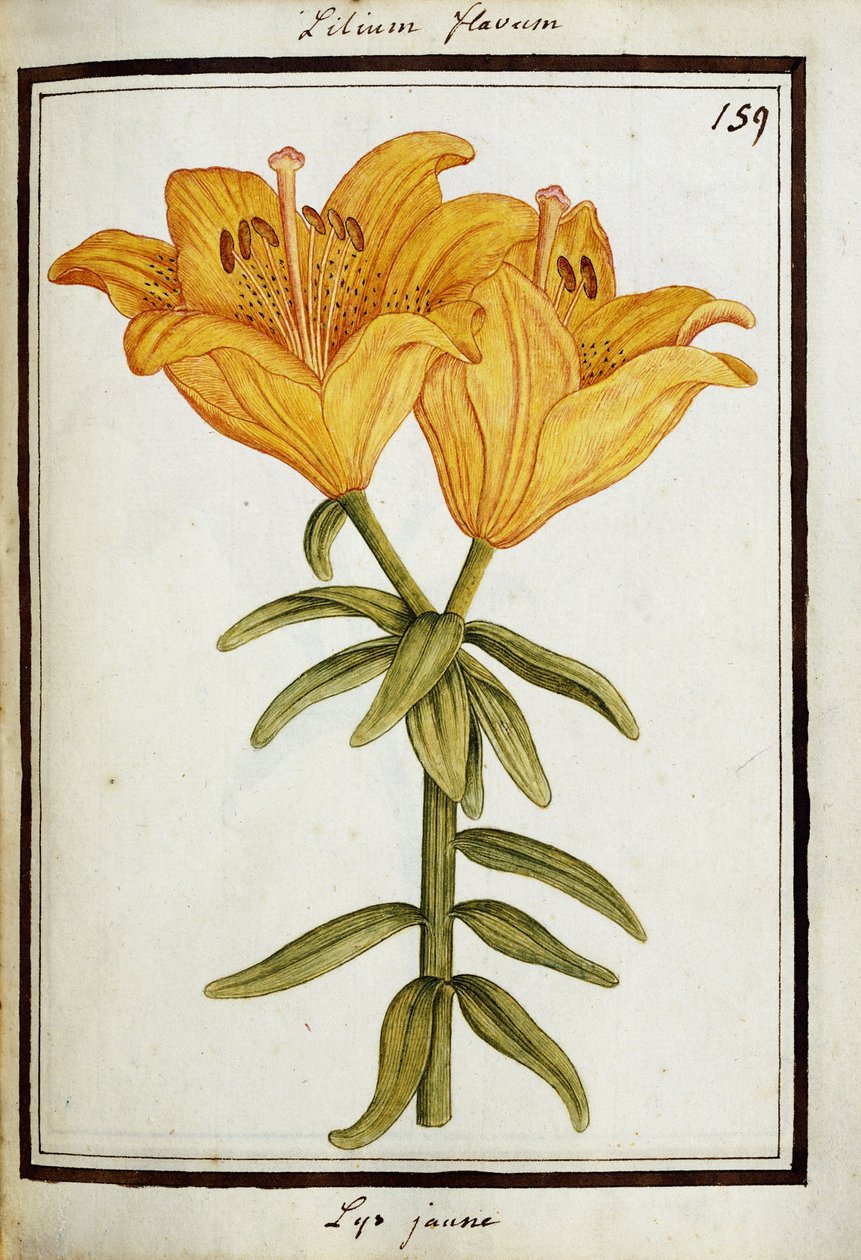 Żółta Lilia, ok.1700 autorstwa French School