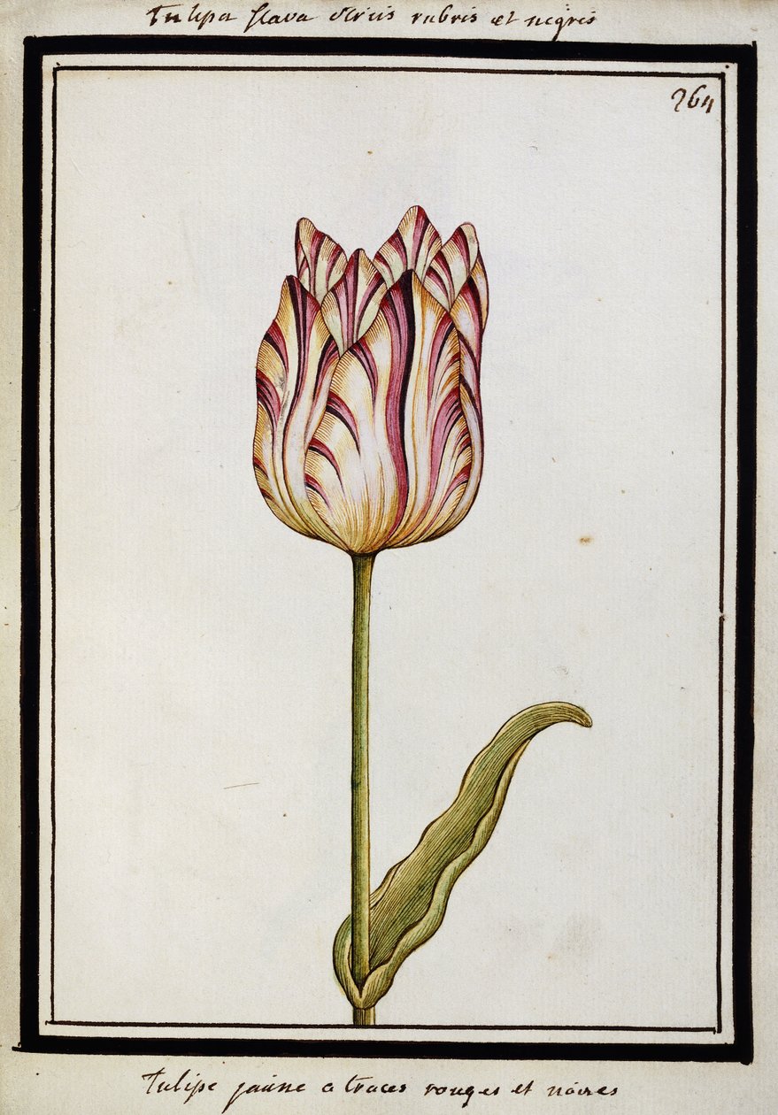 Żółty Tulipan z czerwono-czarnymi smugami, ok.1700 autorstwa French School