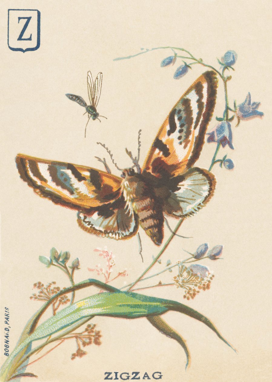 Z: Zygzak (Lymantria dispar lub disparate Bombyx) autorstwa French School