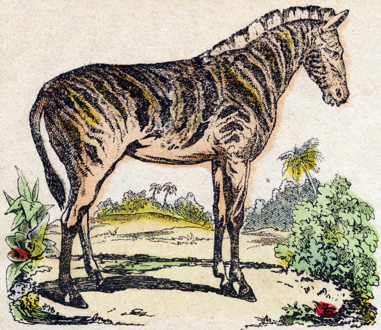 Zebra. Grawerowanie w „Alfabet des animaux sauvages””. 9. seria. Obraz Epinal, Pellerin, drukarz-wydawca, ok. 1870 r. Ryciny na drewnie, szablon. 16 stron. Wymiary: 20 x 15 cm. Prywatna kolekcja autorstwa French School