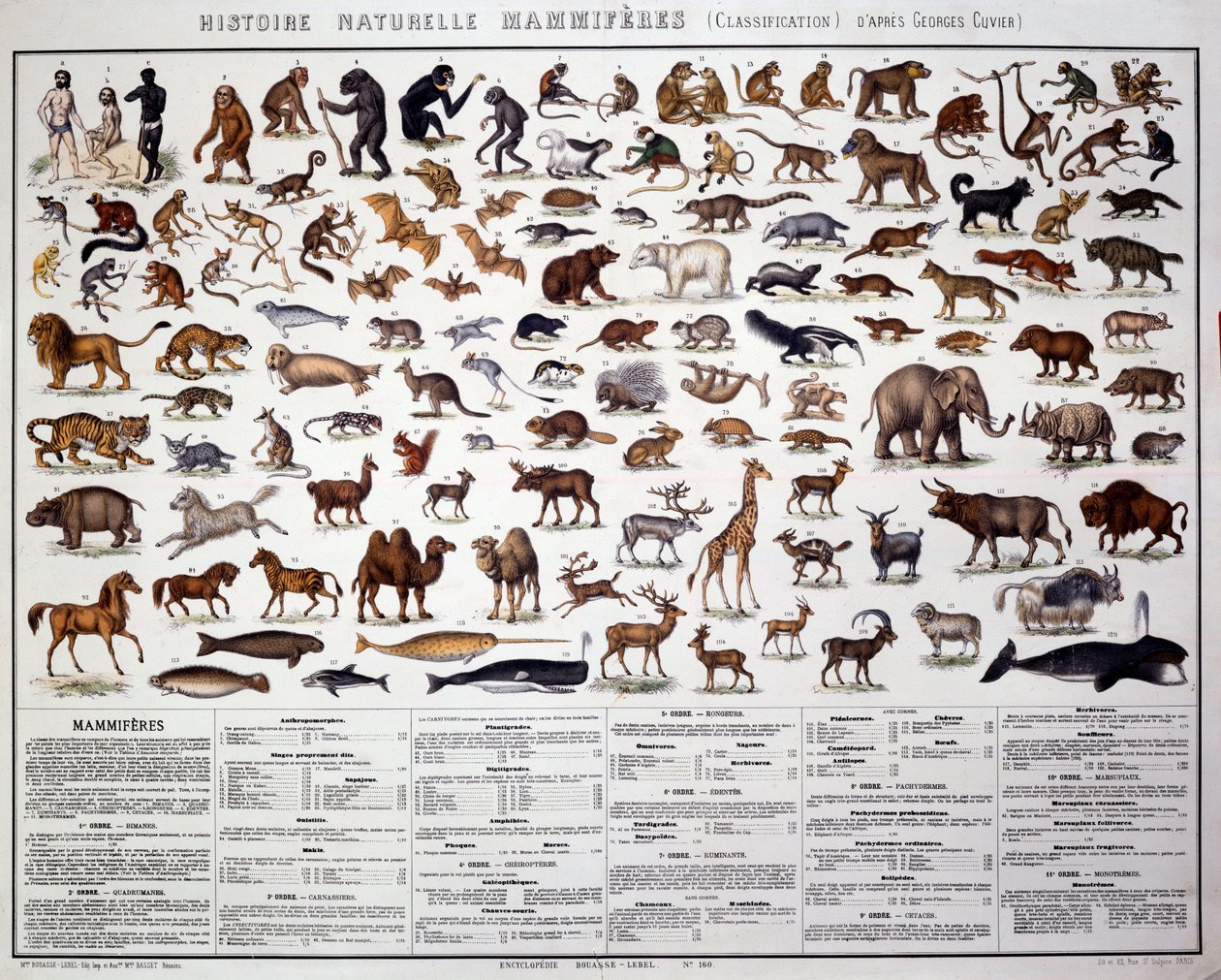 Zoologia: klasyfikacja ssaków według francuskiego biologa Georgesa Cuviera (1769-1832). Rada Historii Naturalnej autorstwa French School