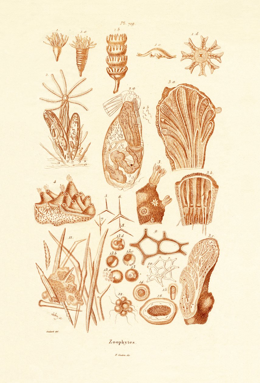 Zoofity, 1833-39 autorstwa French School