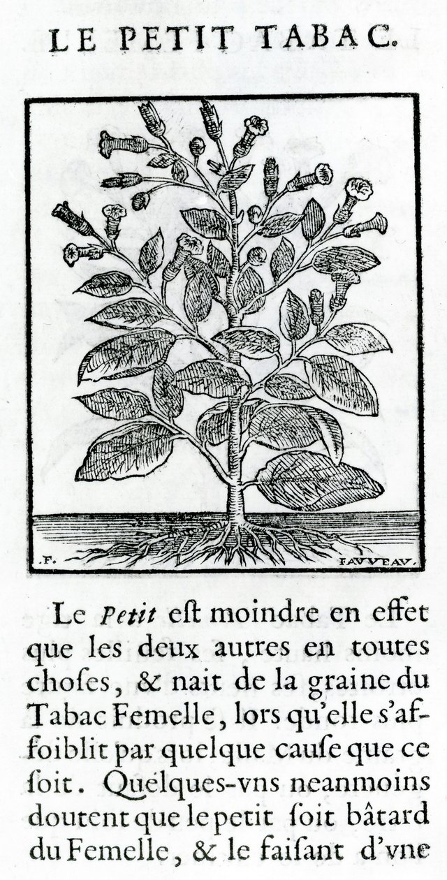 Mały tytoń, ilustracja z dyskursu o tytoniu Jeana Le Royera de Prade, 1671 autorstwa French School