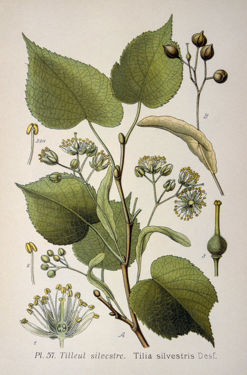 liście "Tilia Silvestris", rodzaju drzew autorstwa French School
