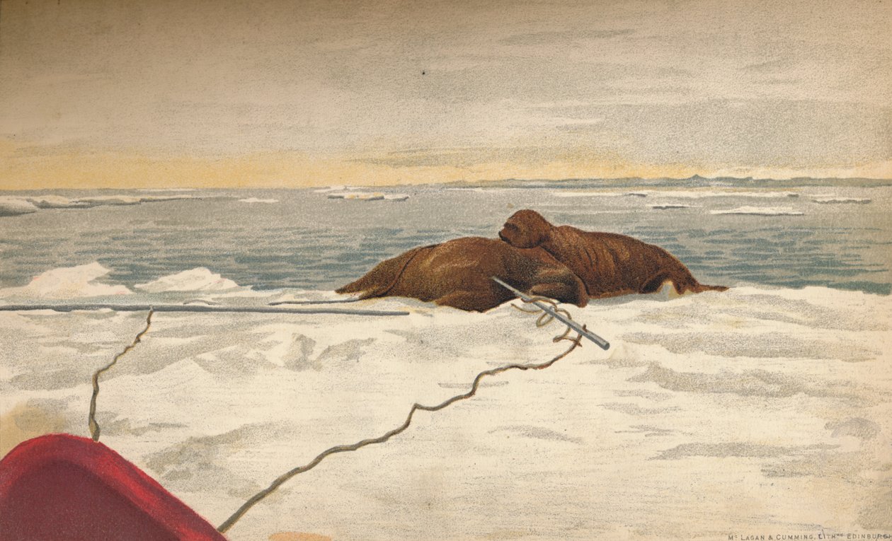 Morsy zabite na wschodnim wybrzeżu Półwyspu Tajmyr, 12 września 1893, 1897 autorstwa Fridtjof Nansen
