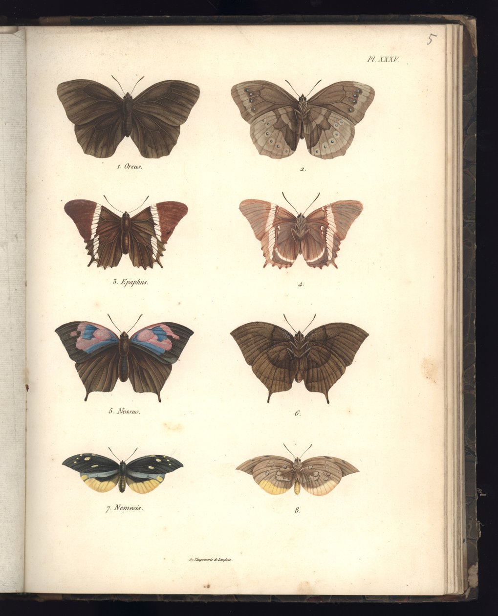 Lepidoptera, Plac XXXV, ilustracja z „Zbioru obserwacji zoologii i anatomii porównawczej, część druga”, autorstwa Al. V. Humboldt i A. Bonplant, Paryż, 1821 (kolorowe grawerowanie) autorstwa Baron Friedrich Alexander von Humboldt