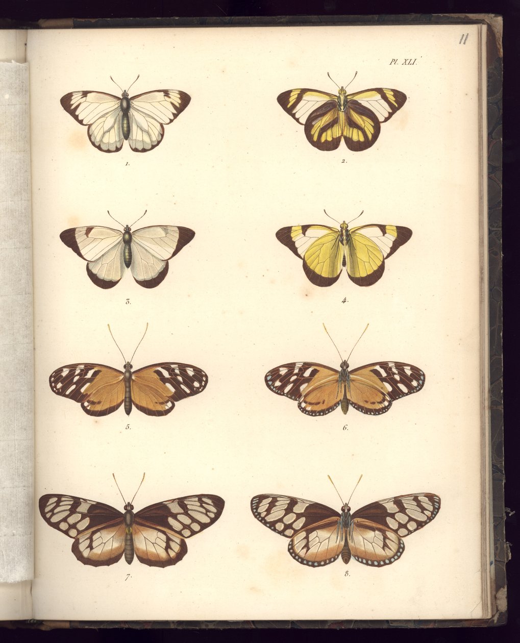 Lepidoptera, Pl.XLI, ilustracja z, 