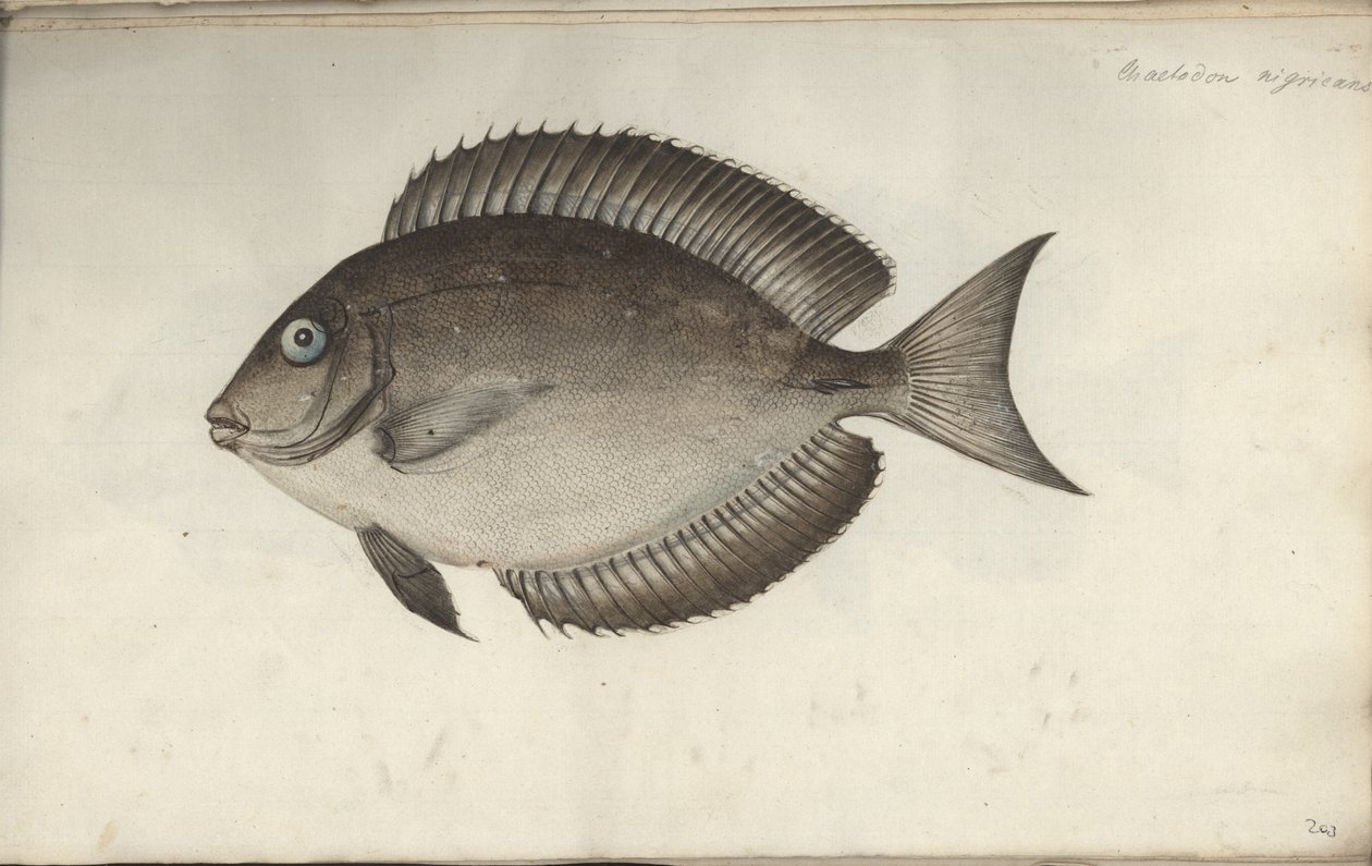 Chaetodon nigricans, przed 1787 autorstwa Friedrich August Kruger