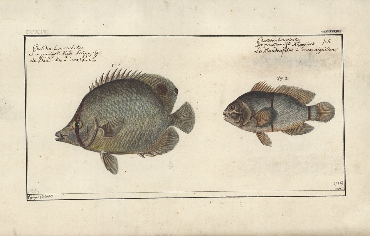 Chaetodon ocellatus, przed 1790 autorstwa Friedrich August Kruger