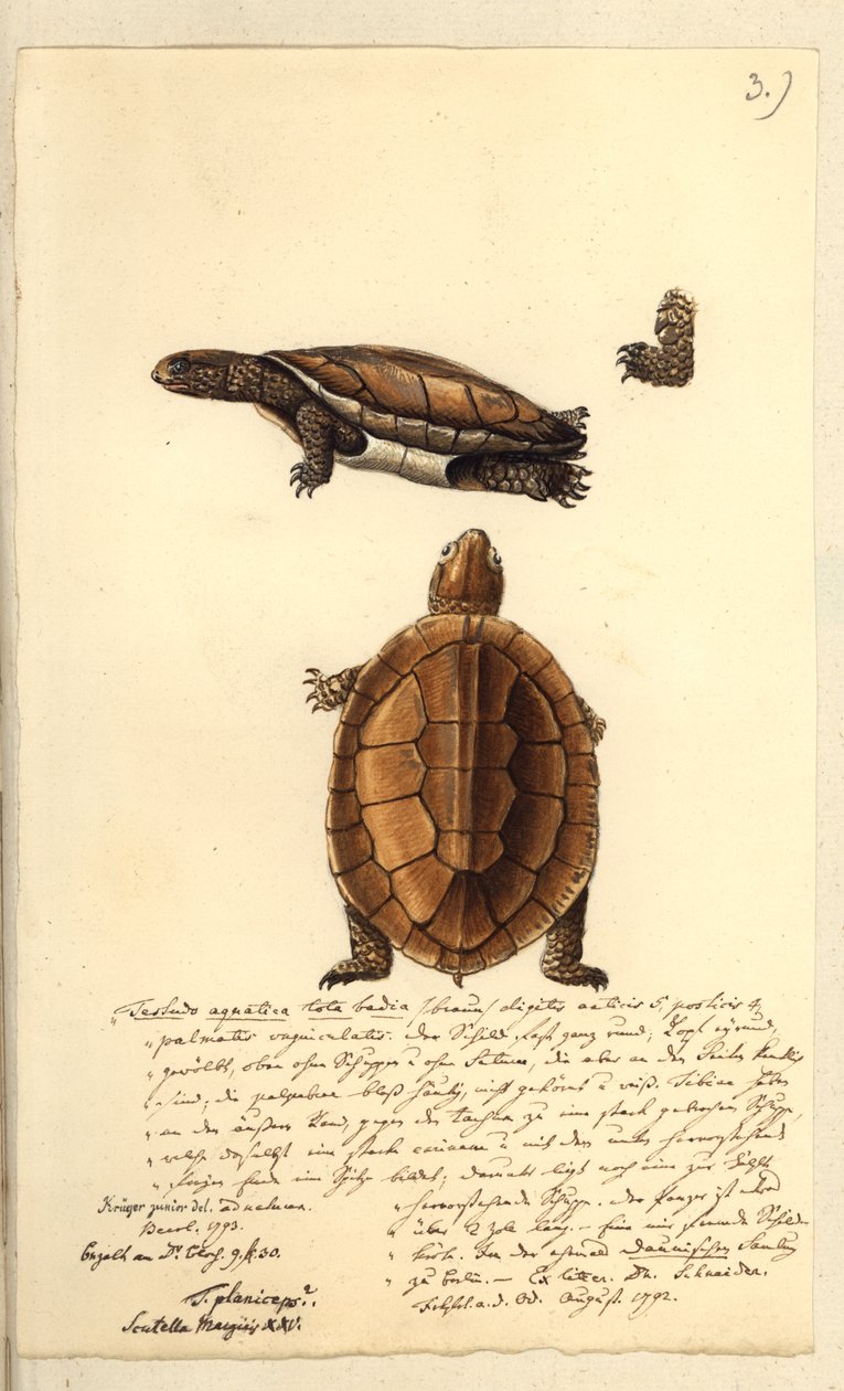 Platemys platycephala, 1793 (toaleta i długopis i atrament na papierze) autorstwa Friedrich August Kruger