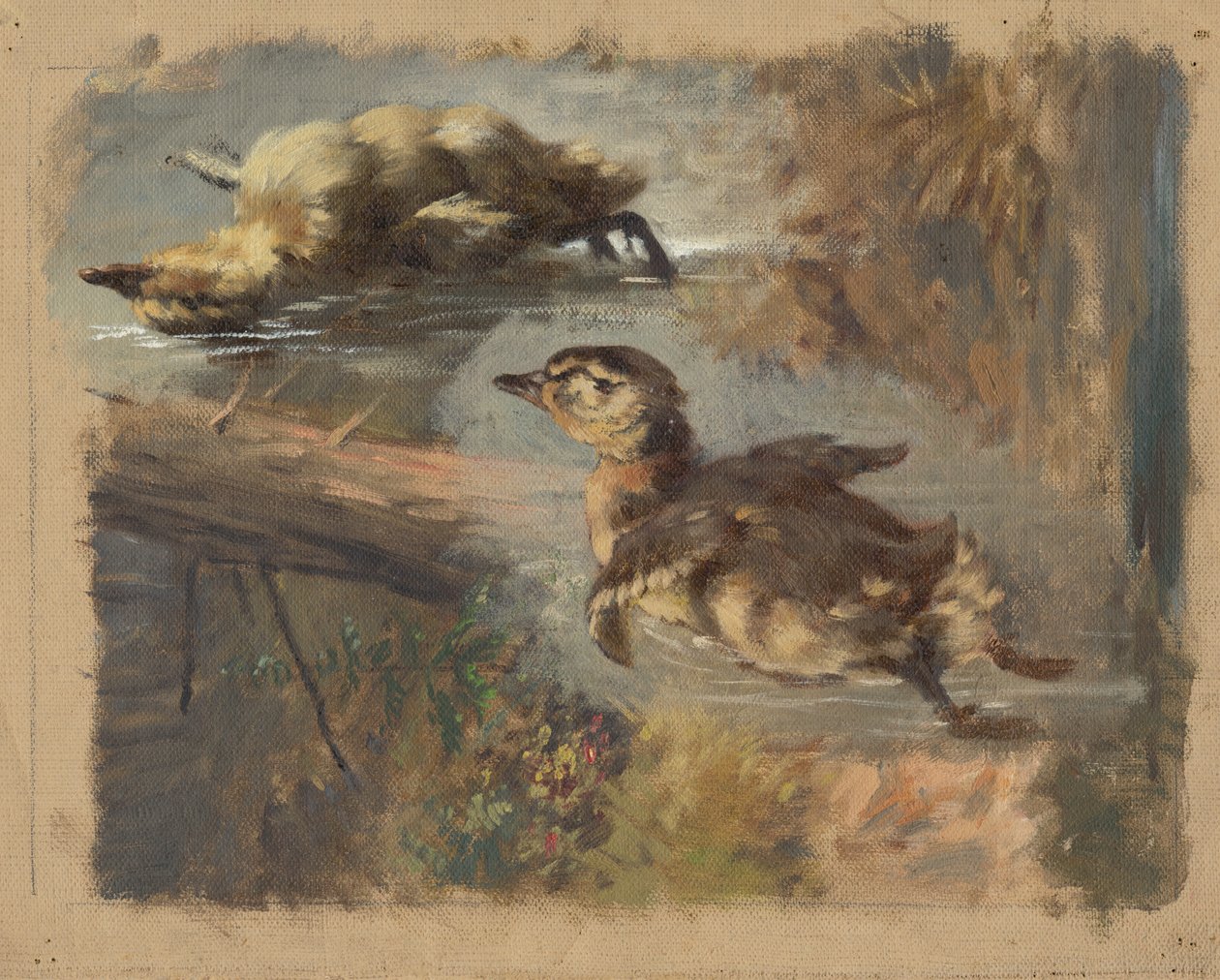 Studium kaczek na wodzie I autorstwa Friedrich Carl von Scheidlin