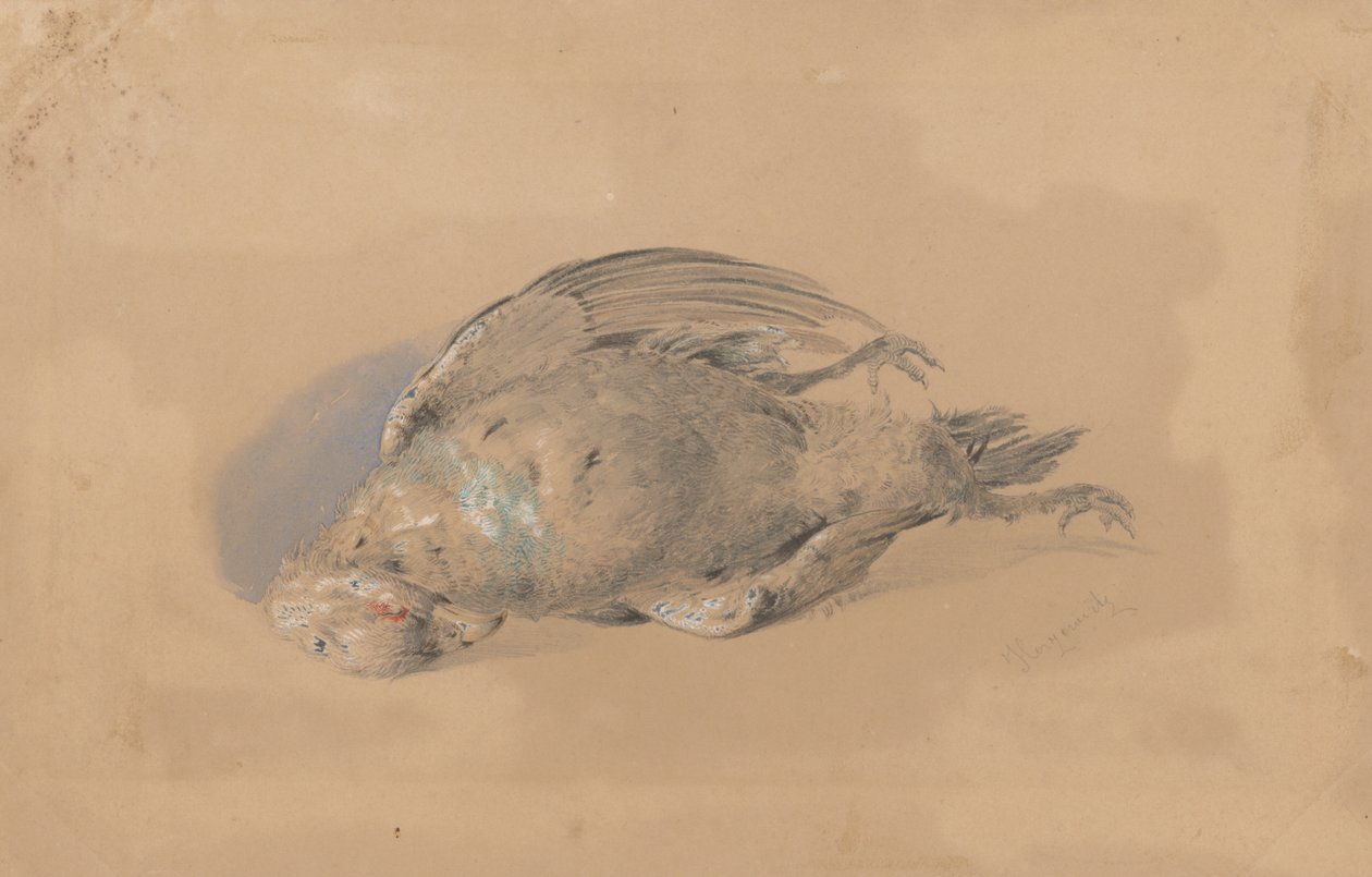 Martwy Cietrzew autorstwa Friedrich Carl von Scheidlin