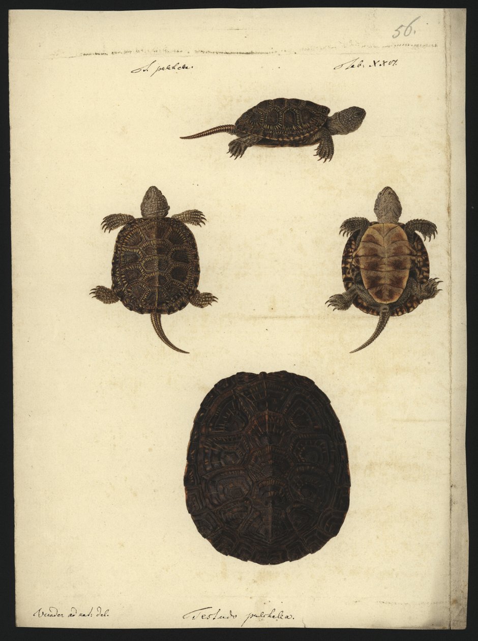 Emys orbicularis, przed 1801 autorstwa Friedrich Wilhelm Wunder
