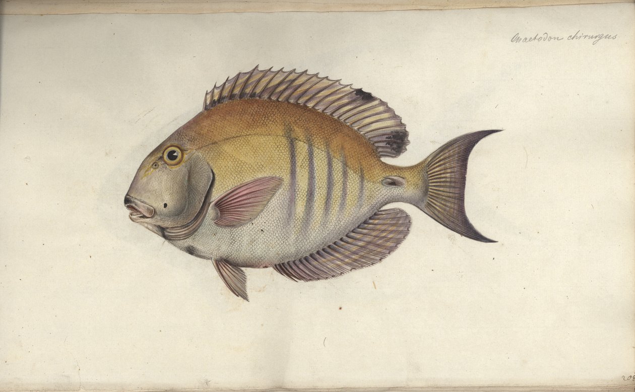 Chirurg Chaetodon, przed 1787 autorstwa Friedrich August Kruger