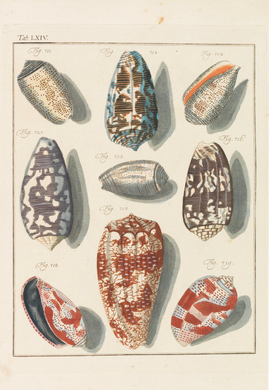 Nowa systematyczna szafka conchylia, 1768. autorstwa Friedrich Heinrich Wilhelm Martini