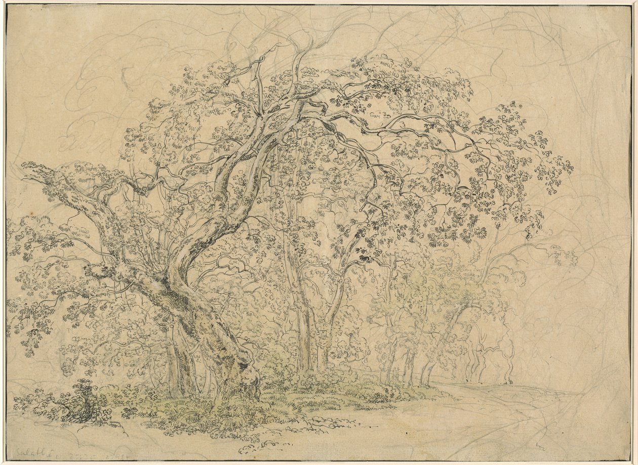 Gaj Drzew [verso] autorstwa Friedrich Salathé