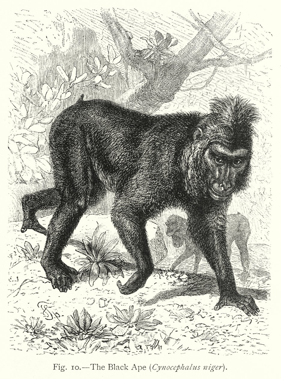  autorstwa Friedrich Specht