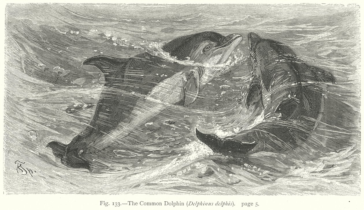 Delfin zwyczajny (Delphinus Delphis) (rycina) autorstwa Friedrich Specht