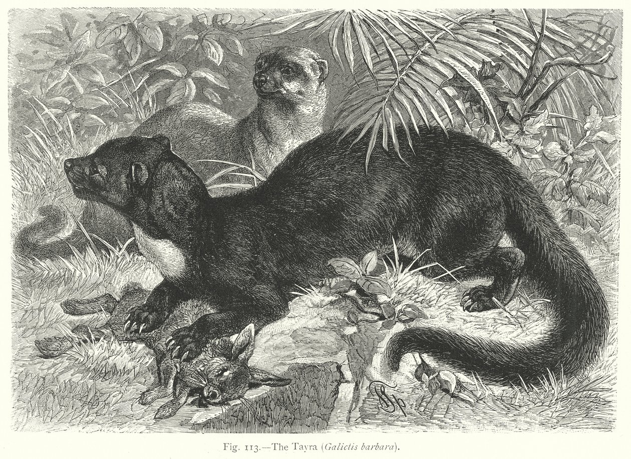 Tayra (Galictis Barbara) (rycina) autorstwa Friedrich Specht
