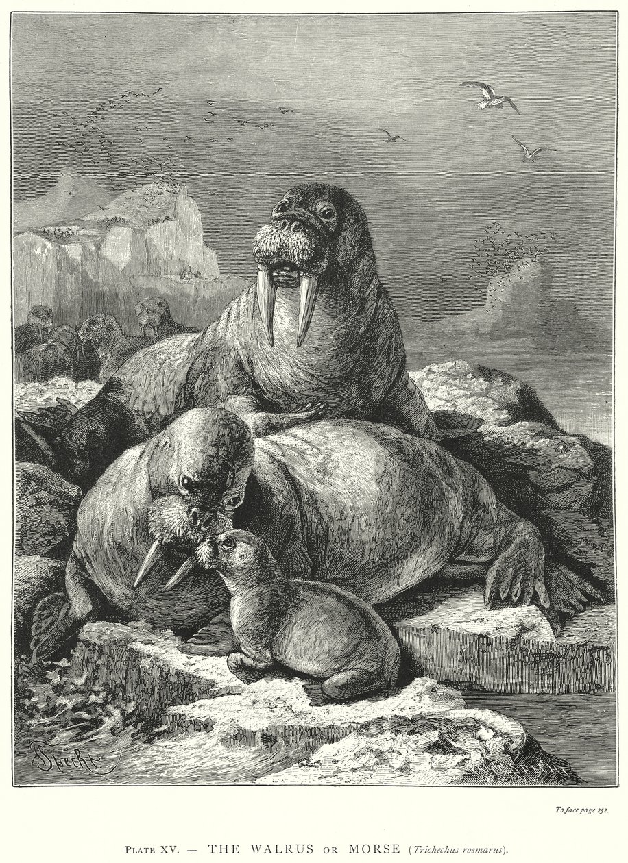  autorstwa Friedrich Specht
