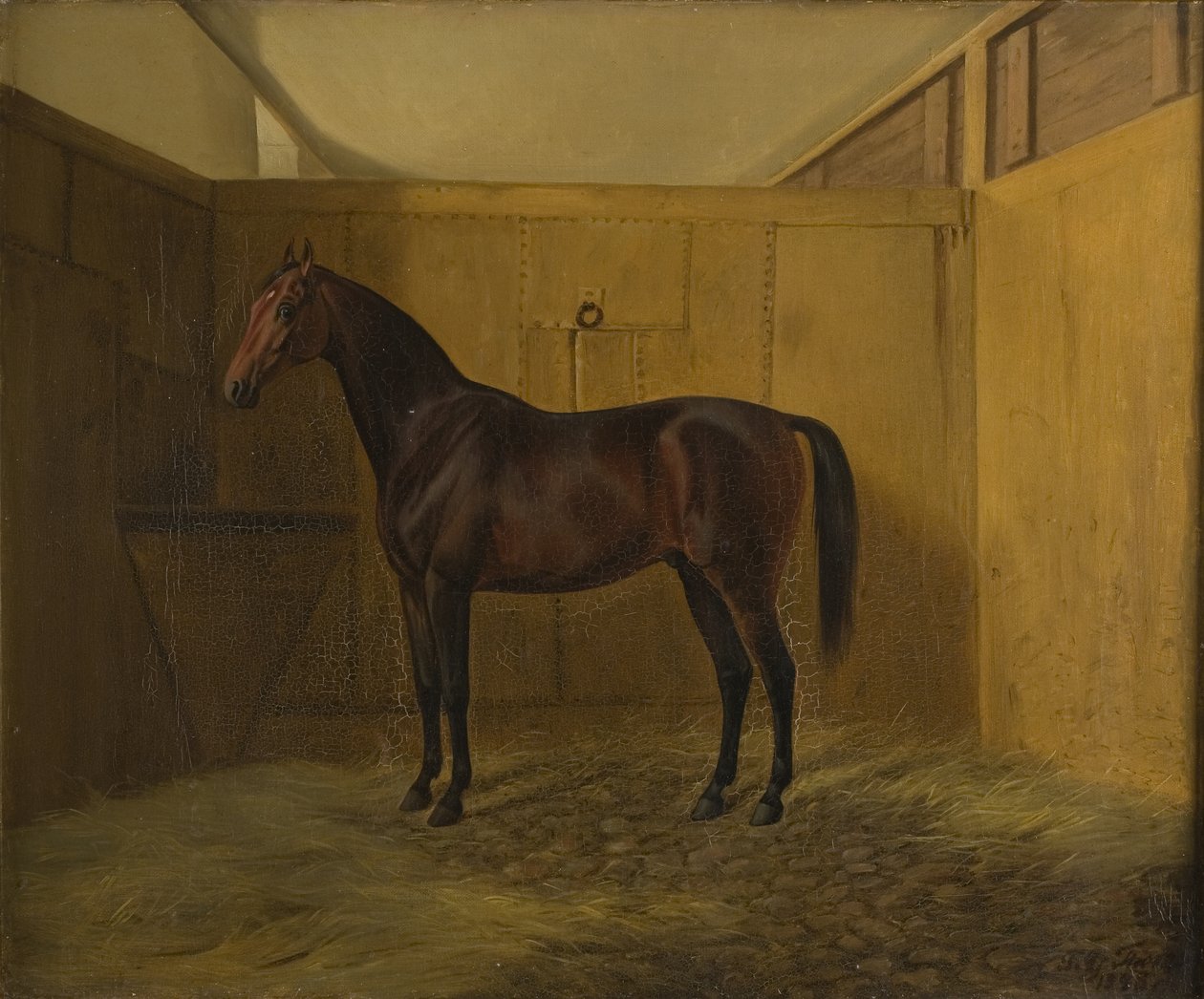 Hersilia autorstwa Fritz Thomsen