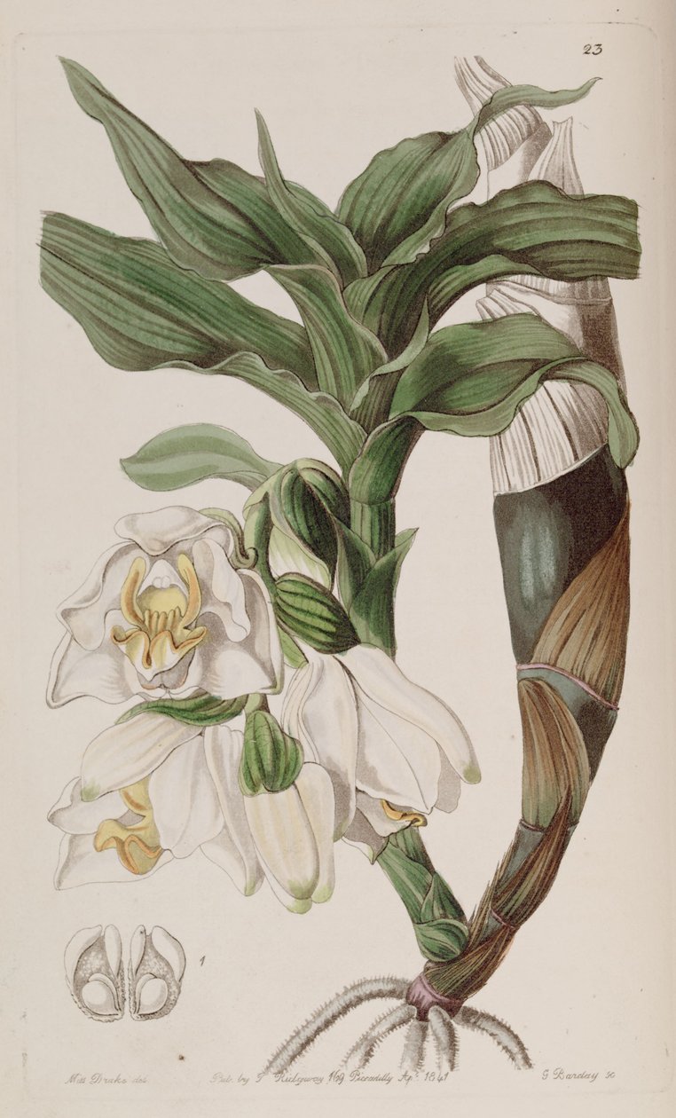 Chysis bractescens autorstwa G. Watts