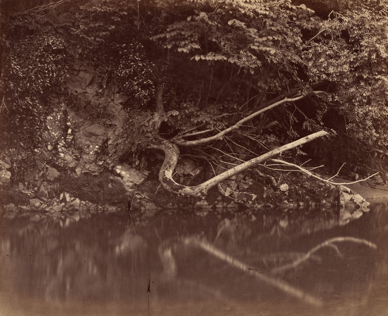 Brzeg rzeki w Vale of Neath, ok. 1855 (zdjęcie) autorstwa G.B. Gething