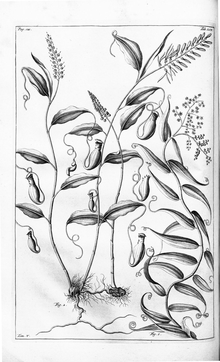 Cantharifera i Flagellaria indica z Herbarium amboinense, autorstwa G.E. Rumphius