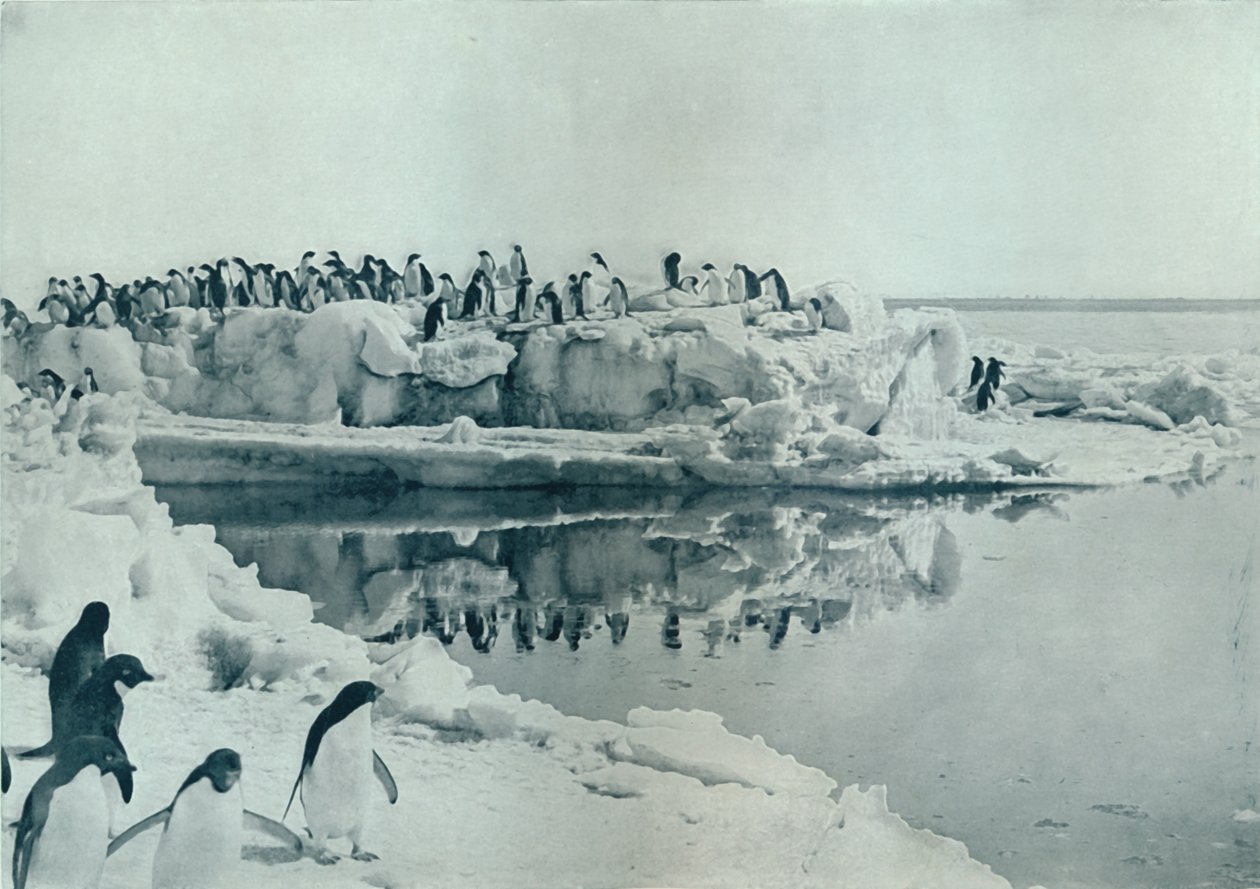 Pingwiny na lodowej stopie, c1911, 1913 autorstwa G. Murray Levick