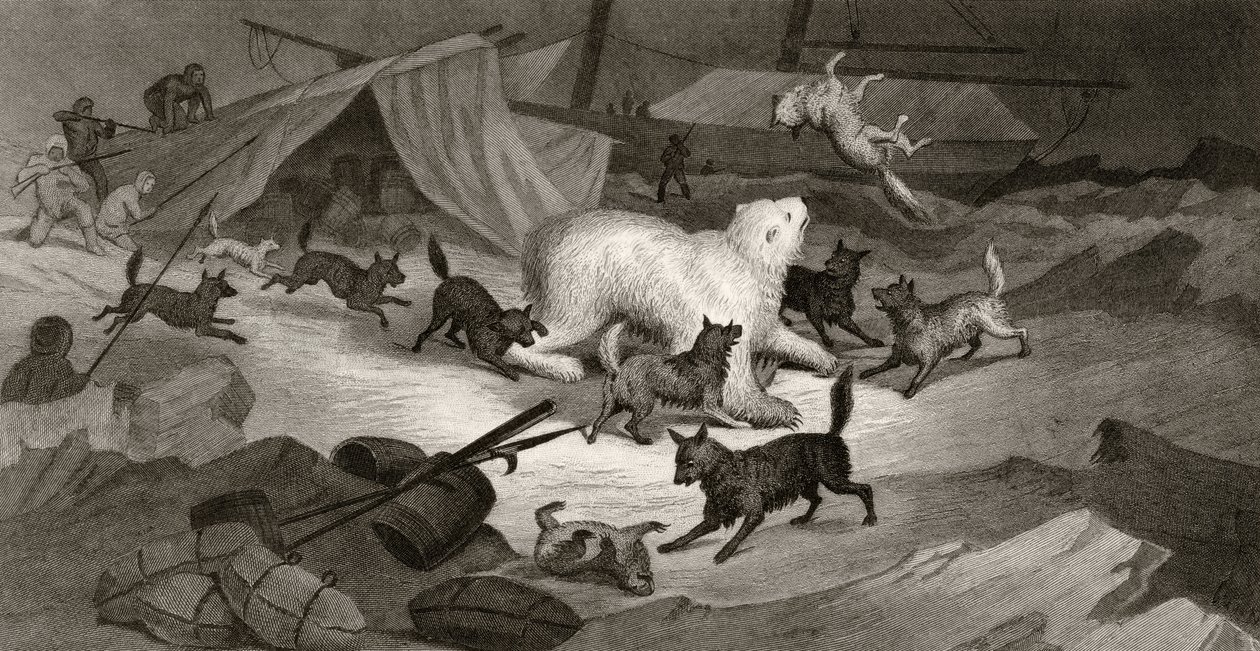 Polowanie na niedźwiedzia, rycina autorstwa J.C. McRea, z "Arctic Explorations in the Years 1853, 54, 55", tom I, autorstwa doktora Elishy Kenta Kane
