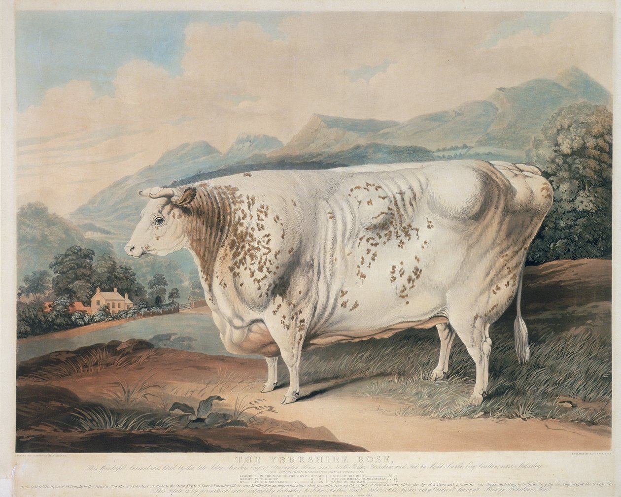 Róża Yorkshire, wyryta przez C. Turnera (1773-1857) 1838 autorstwa G. after Horner