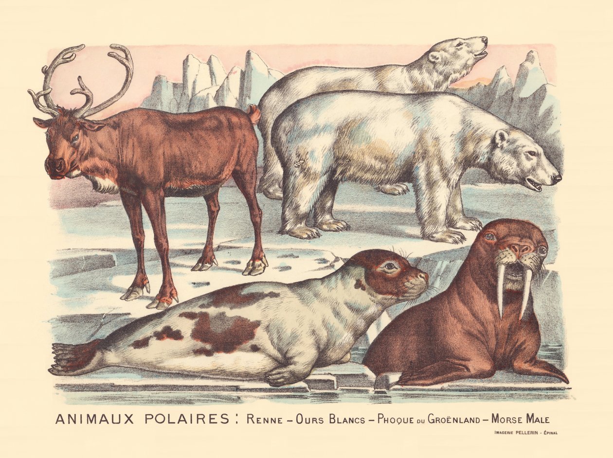 Strona 14: Zwierzęta polarne: renifery, niedźwiedzie polarne, foka harfa, samiec morsa autorstwa Gabriel Gostiaux