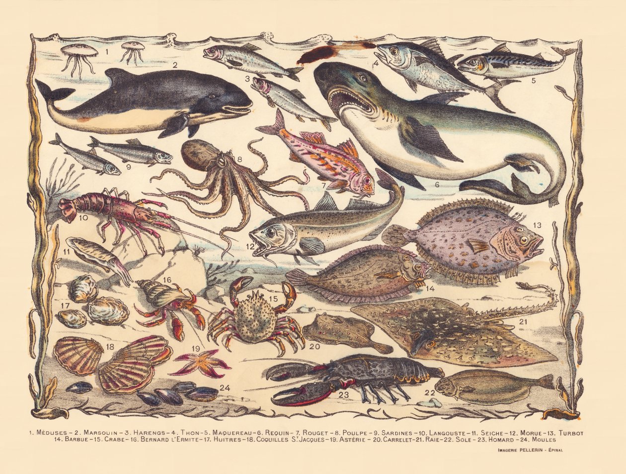 Strona 16: Meduza, morświn, śledź, tuńczyk, makrela, rekin, barwena, ośmiornica, sardynki, homar, mątwa, dorsz, turbot, broda, krab, pustelnik Bernard, ostrygi, przegrzebki, asteria, dachówka, płaszczka, sola, homar, małże autorstwa Gabriel Gostiaux