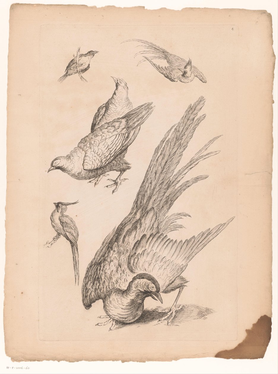 Zes chińskie vogels Verschillende chińskie vogels (tytuł serii) Księga różnych gatunków ptaków z Chin (tytuł serii) autorstwa Gabriel Huquier (attributed to)