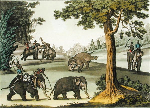Schwytanie słoni w Birmie, płyta 76 z „Le Costume Ancien et Moderne” Julesa Ferrario, wydana ok. 1820-30 (kolor litho) autorstwa Gaetano Zancon