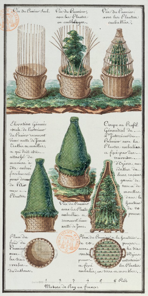 Ilustracja plecionego kosza do transportu roślin, z notatnika artysty wykonanego podczas wypraw Jean-Francois Gallup de la Perouse (1741-88) (pióro i atrament i toaleta na papierze) autorstwa Gaspard Duche de Vancy