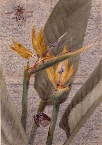 Lilia Strelizii autorstwa General John Chamberlayne